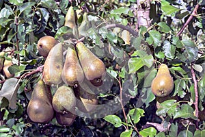 Dutch orchard with maturing pears