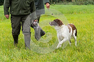 A Dutch partridge dog, Drentse patrijs hond, walking on a leash with two hunters holding a pigeon