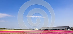 Dutch pink tulips in a flower field in Holland