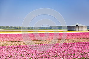 Dutch pink tulips in a flower field in Holland