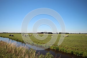 Dutch polder with ditch and cows on the meadow in Molenwaard.