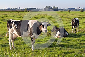 Dutch polder with a few Friesian dairy milch cows photo