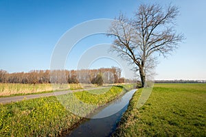 Dutch polder landscape with a bare solitary tree