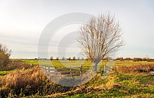 Dutch polder landscape with bare tree and gates