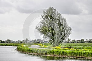 Dutch polder landscape with canal, road, and tree