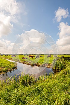 Dutch polder landscape with grazing cows
