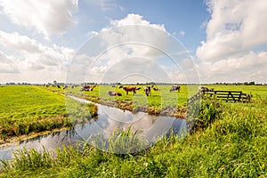 Dutch polder landscape with grazing cows