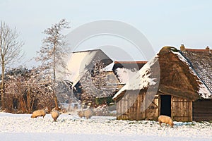 Snowy Dutch polder landscape with a sheep fold, Soest, Netherlands