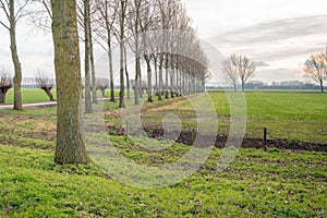 Dutch polder landscape with tall poplar trees and pollard willows along a country road