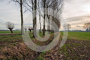 Dutch polder landscape with tall poplar trees and pollard willows along a country road