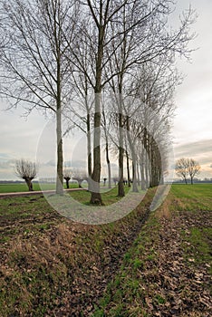 Dutch polder landscape with tall poplar trees and pollard willows along a country road