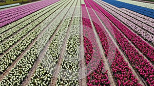 Dutch polders with colorful rows of flower fields stretching for a long distance