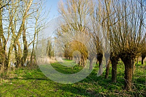 Dutch pollard willows