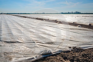 Dutch potato field covered with transparent plastic film