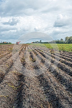 Dutch potato field ready for harvest