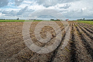 Dutch potato field ready for harvest