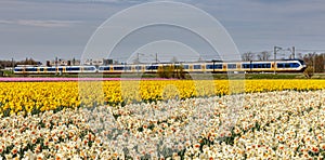 The dutch Railways drive through the bulb region photo