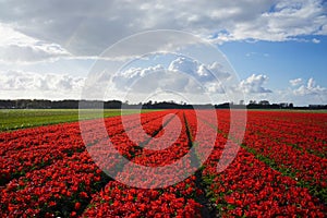 Dutch Red Flower Fields 2