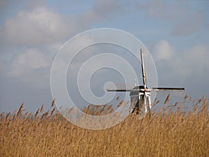 Dutch reed landscape 2