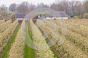 Flowering pear trees in orchard near dutch farmhouse photo