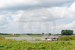 Dutch river landscape