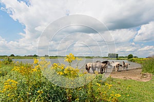 Dutch river landscape
