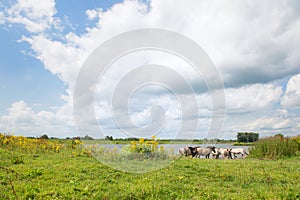 Dutch river landscape