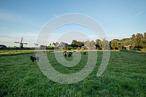 Dutch rural house and field landscape