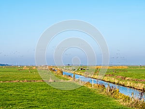 Dutch rural landscape with drainage ditch, cows and meadows in polder Eempolder, Netherlands