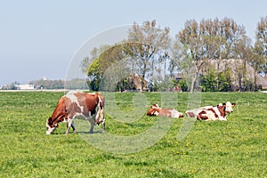 Dutch rural landscape in Groningen with grazing cows