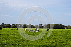 Dutch rural landscape in Limburg with grazing cows