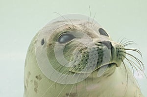 Dutch Seal in Waddenzee photo