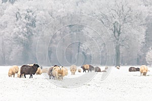 Dutch sheep in a winter landscape