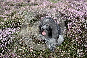 Dutch Sheepdog, in the blooming heather