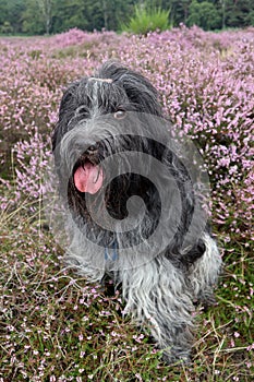 Dutch Sheepdog, in the blooming heather