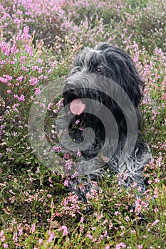 Dutch Sheepdog, in the blooming heather