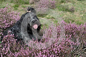Dutch Sheepdog, in the blooming heather