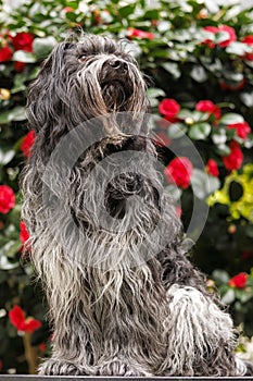 Dutch Sheepdog, for flowering camellia