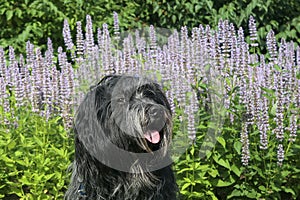 Dutch Sheepdog Nederlandse Schapendoes