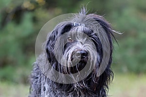 Dutch Sheepdog (Schapendoes) dog