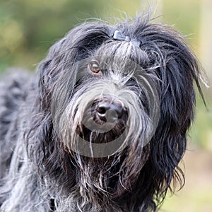 Dutch Sheepdog (Schapendoes) dog