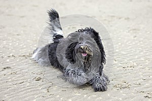 Dutch Sheepdog (Schapendoes) dog