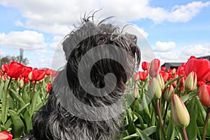 Dutch Sheepdog, among the tulips