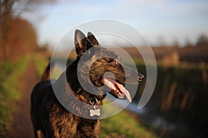 Dutch Shepherd