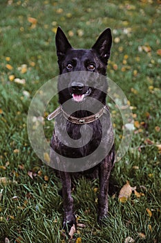 Dutch shepherd