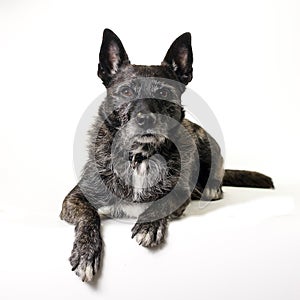 Dutch shepherd dog
