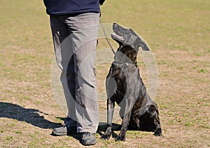 Dutch shepherd dog