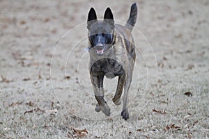 Dutch Shepherd Dog or Belgian Malinois Dog running towards viewer