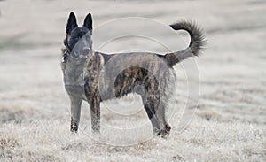 Dutch Shepherd dog in the country on a foggy morning