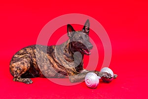 Dutch shepherd dog dumbbell isolated on yellow red background